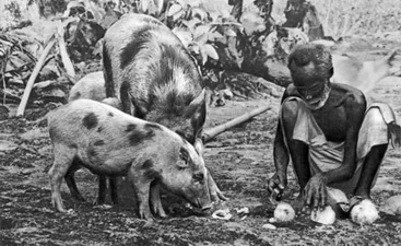 Меланезийцы. Кормление свиней кокосами. Архипелаг Бисмарка.