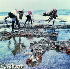 Тсонга. Женщины, собирающие продукты моря во время отлива.